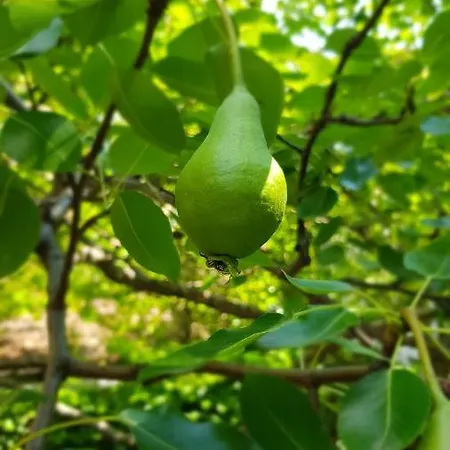 Pincedombi