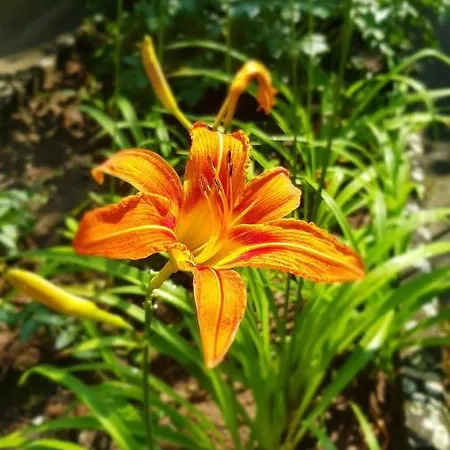 Pincedombi Дом отдыха