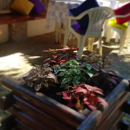 Pincedombi