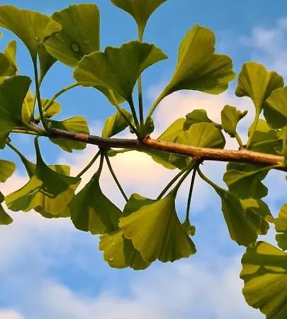 Pincedombi Дом отдыха Cserepfalu